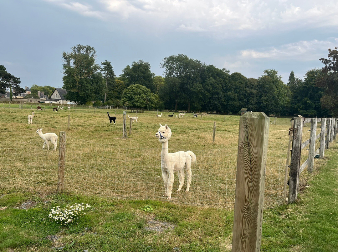 Alpaga Normandie - Animaux Miniatures-巴约必去景点