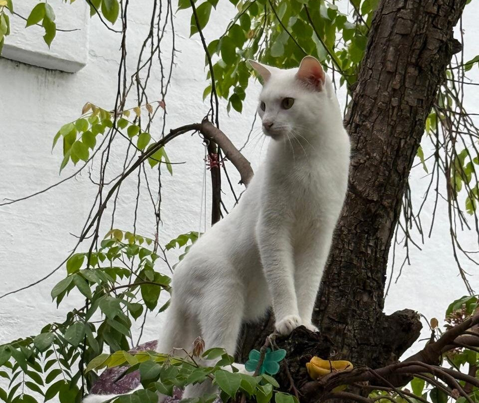 B&B Casa Amberes主图