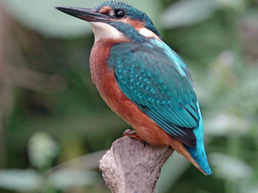 GG Wildlife Experiences Ltd-Goring-on Thames必去景点