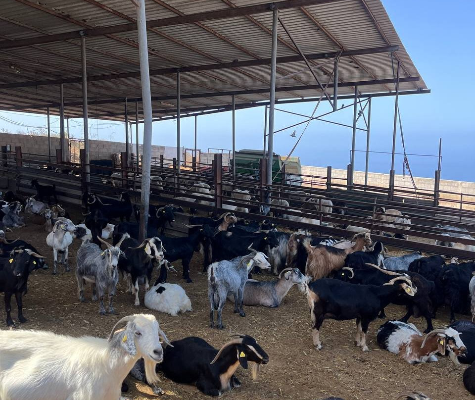 Queseria Montesdeoca-Tijoco Bajo必去景点