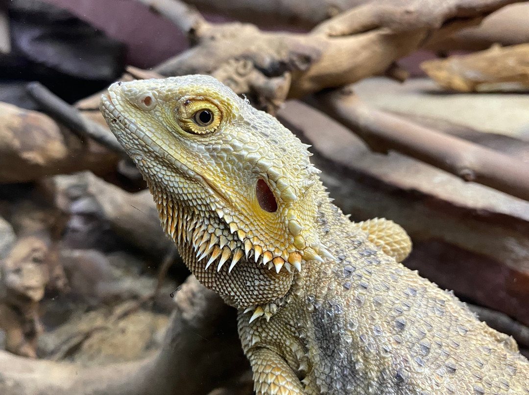 Micro Zoo-圣马洛必去景点