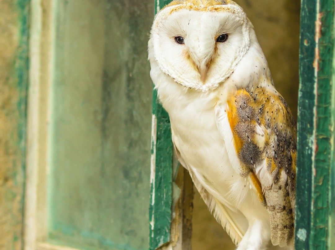 Swinton Park Birds of Prey-马沙姆必去景点