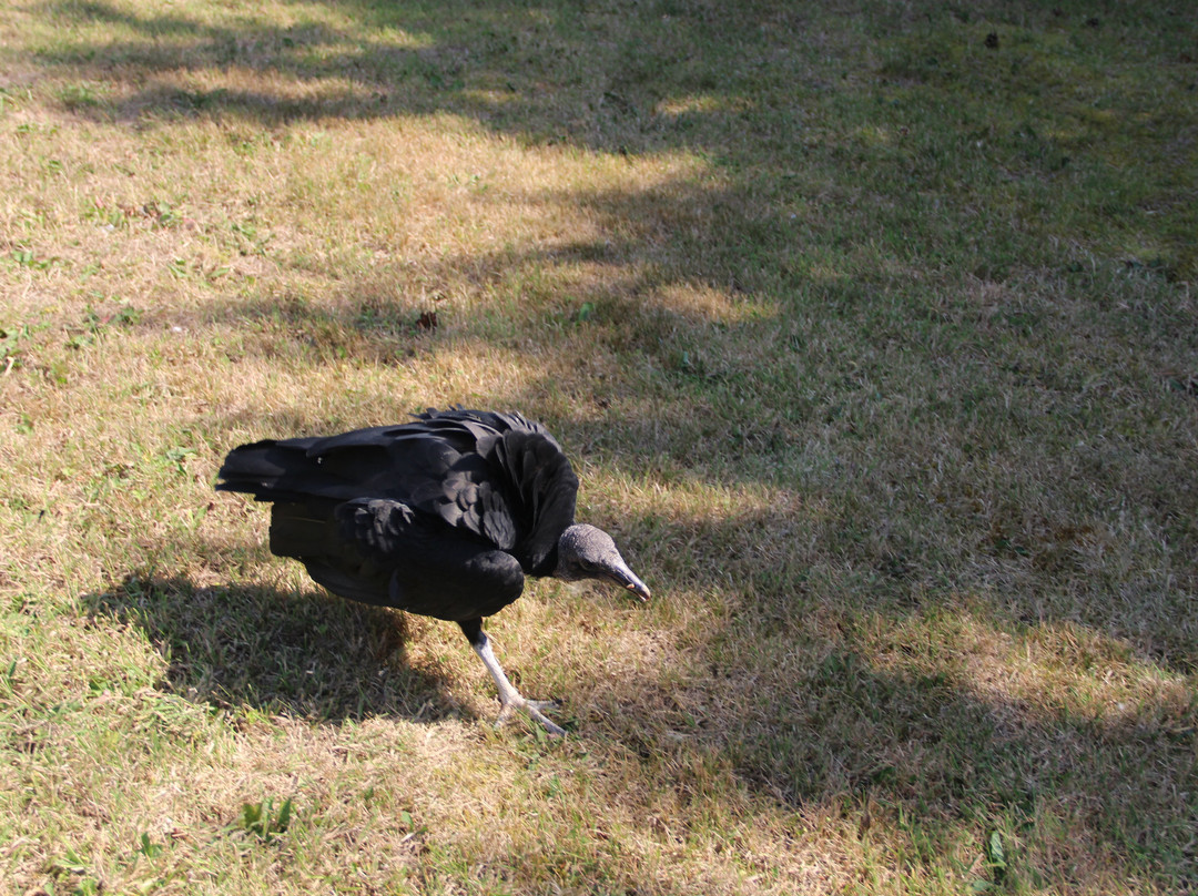 Vale Royal Falconry Centre-Northwich必去景点