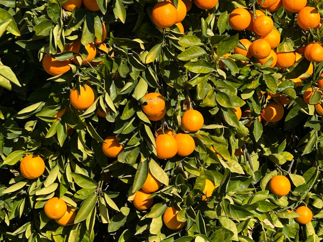 Orange World-Buronga必去景点