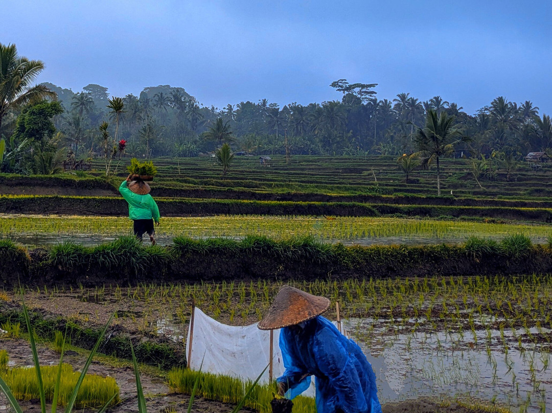 Dewa Bike Tour | Private Tours-乌布必去景点