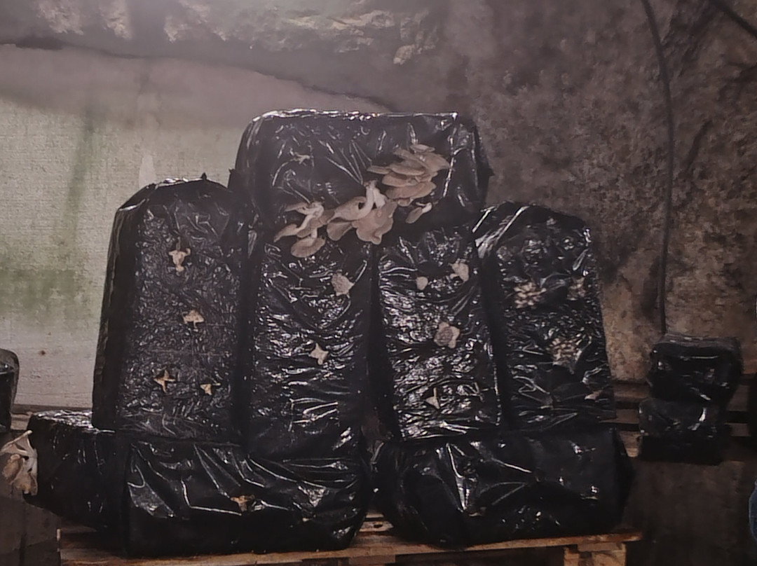 Champignonniere Orbec-Orbec必去景点