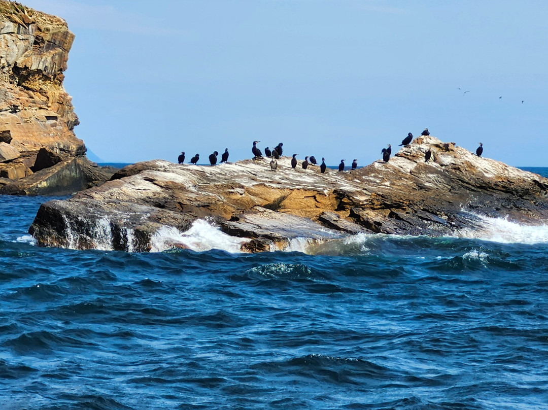Bird Island Boat Tour-Big Bras d'Or必去景点
