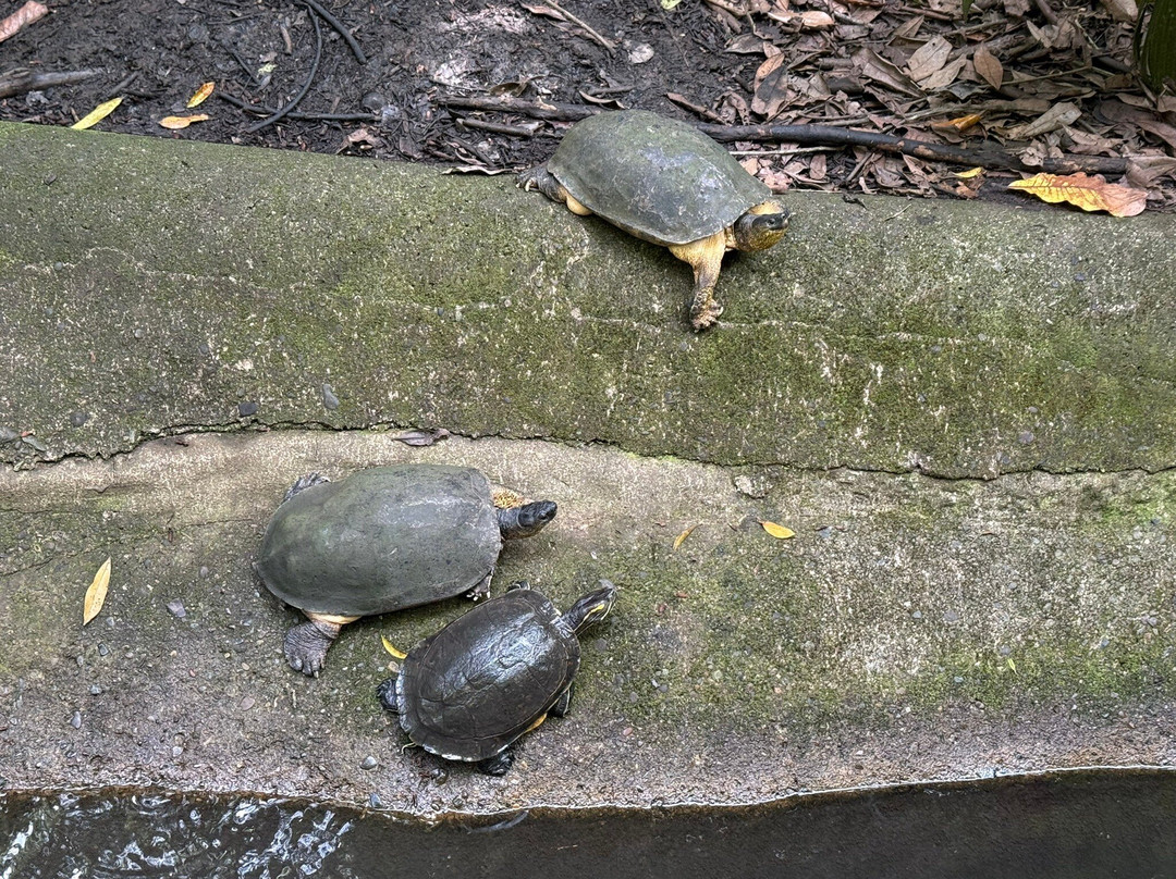 Pacific jungle adventures