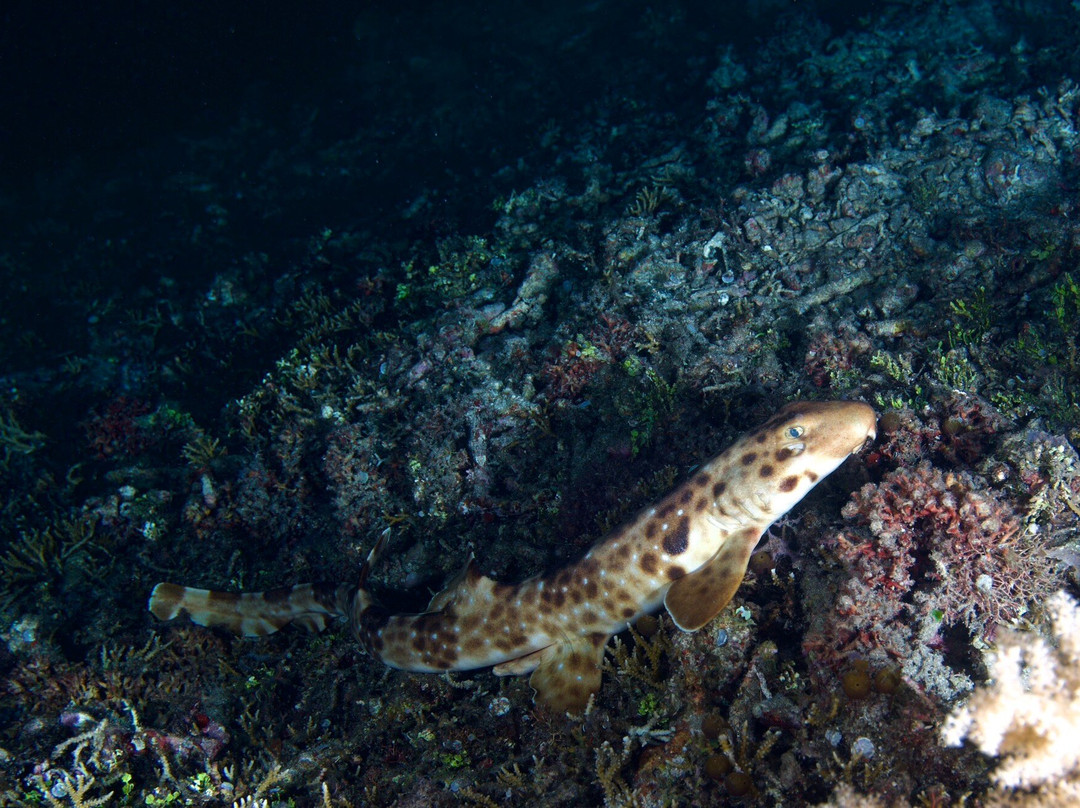 Wallacea Dive Cruises-索龙必去景点