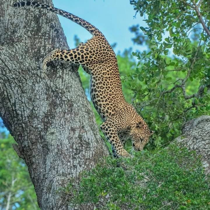 Lanka Travelo-Chilaw必去景点