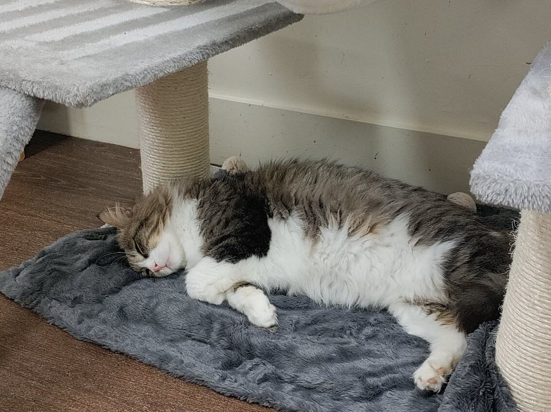 Bedford Cat Café-贝德福德必去景点