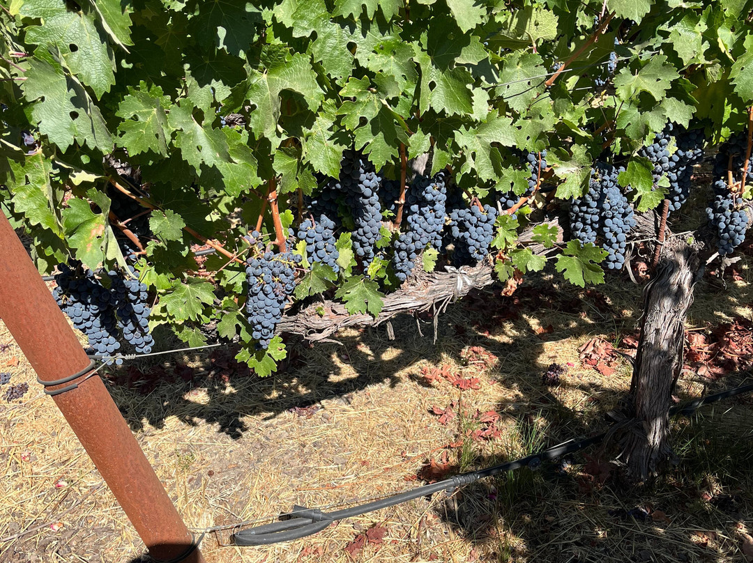 Raymond Vineyards-圣海伦娜必去景点