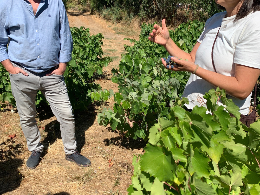 Bodegas Pittacum-Arganza必去景点