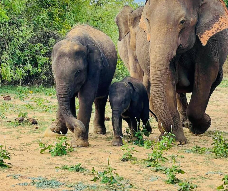 Udawalawe Safari Kingdom-乌达瓦拉瓦必去景点