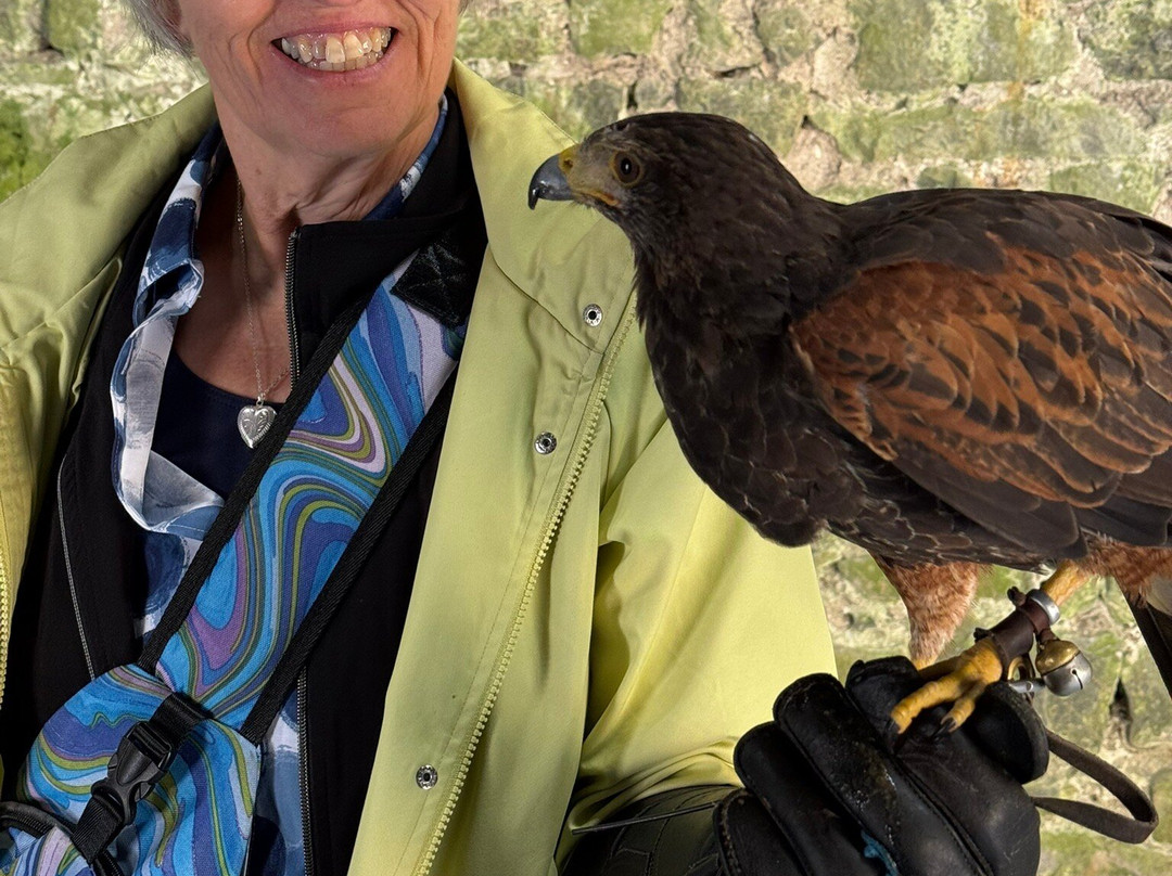 Ireland's School of Falconry-康镇必去景点