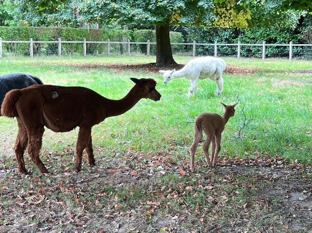 Alpaga Normandie - Animaux Miniatures-巴约必去景点
