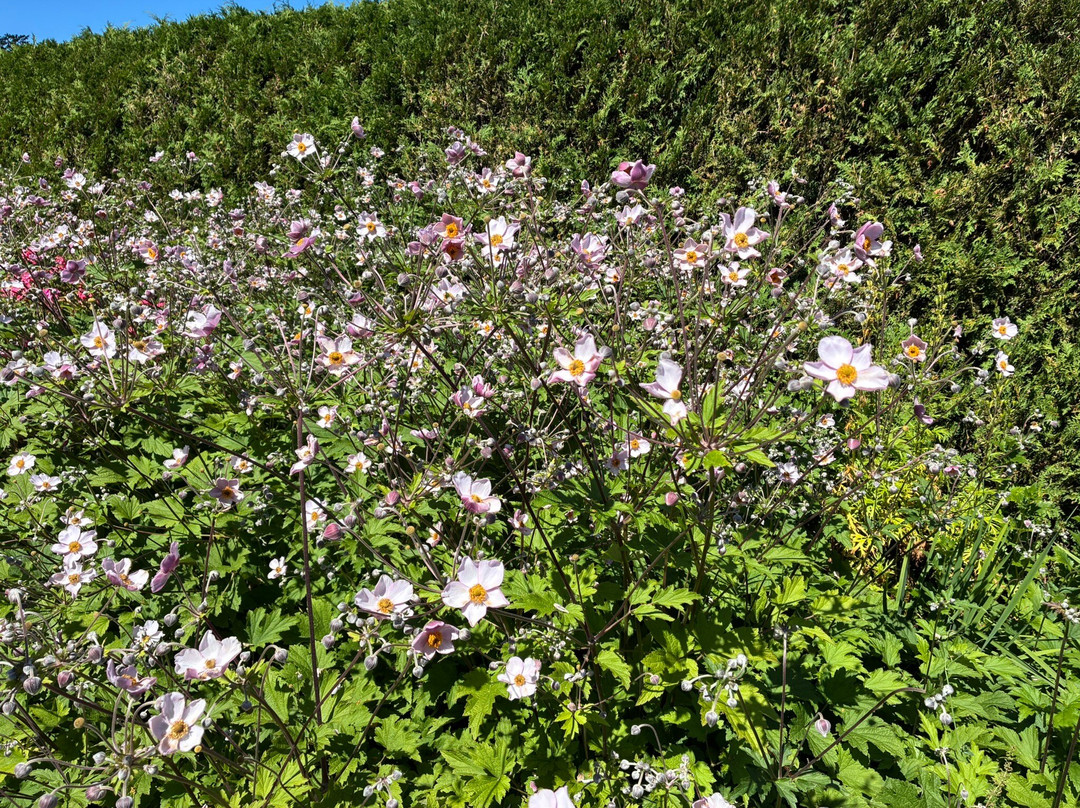 Kingsbrae Garden-Saint Andrews必去景点