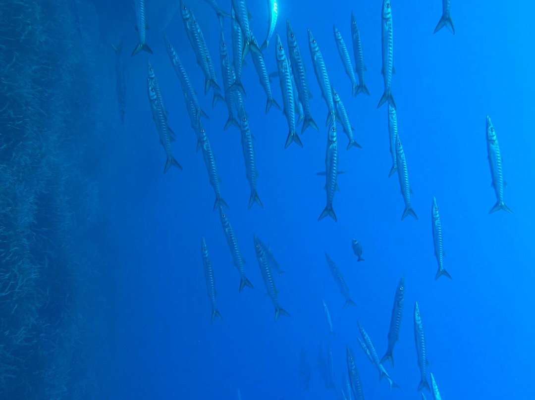 Orca Dive Club Sardinia-圣特雷莎加卢拉必去景点