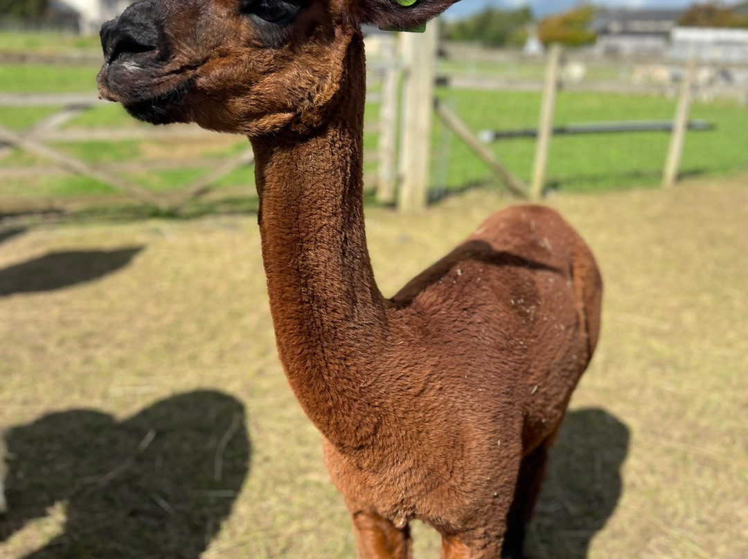 Cary Alpacas-约维尔必去景点