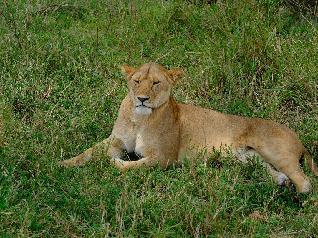 Bongo Plan-Dar es Salaam必去景点
