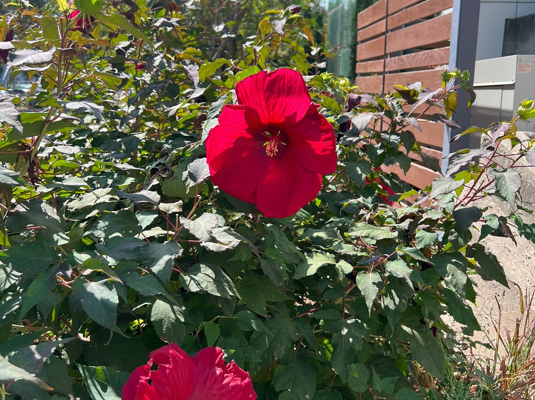 Myriad Botanical Gardens-俄克拉何马城必去景点