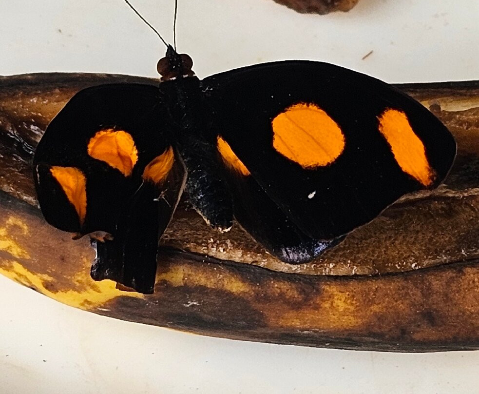 Le Tropique du Papillon-Elne必去景点