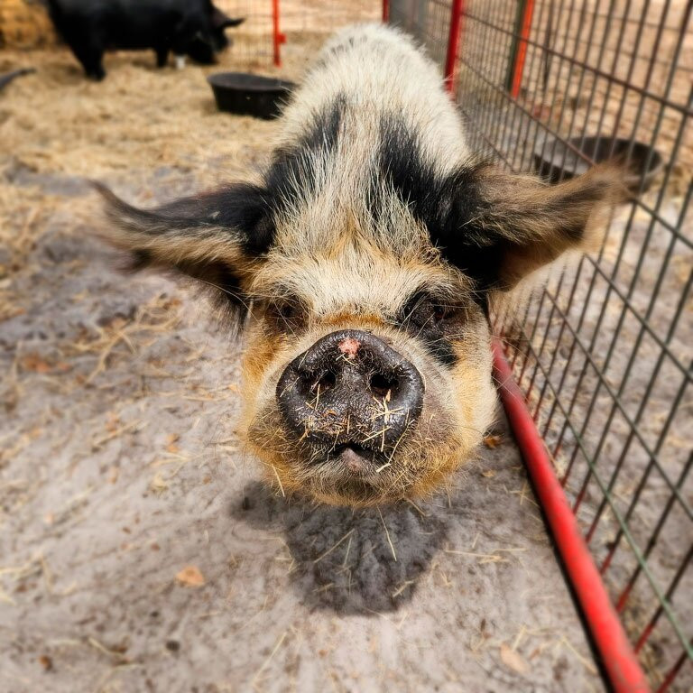 Green Meadows Petting Farm-基西米必去景点