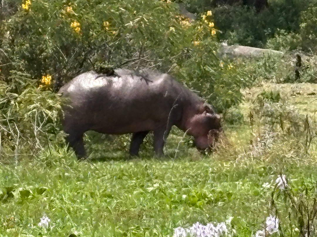 Banok Safaris-内罗毕必去景点