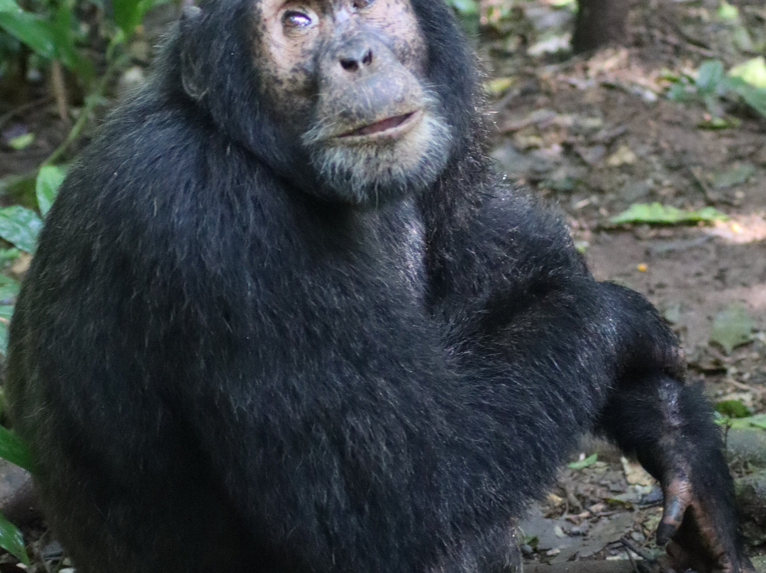 Gorillas and Wildlife Safaris-布恩迪难以穿越的国家公园必去景点