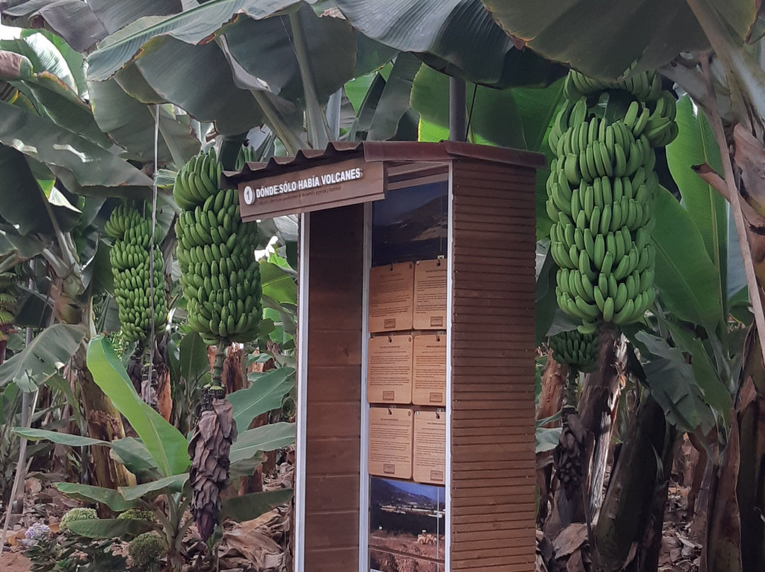 Finca Las Margaritas Banana Experience-拉斯加勒塔斯必去景点