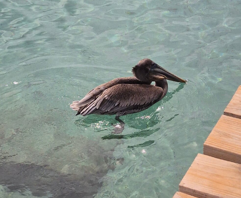 Playa Piskado/Playa Grandi-Sabana Westpunt必去景点