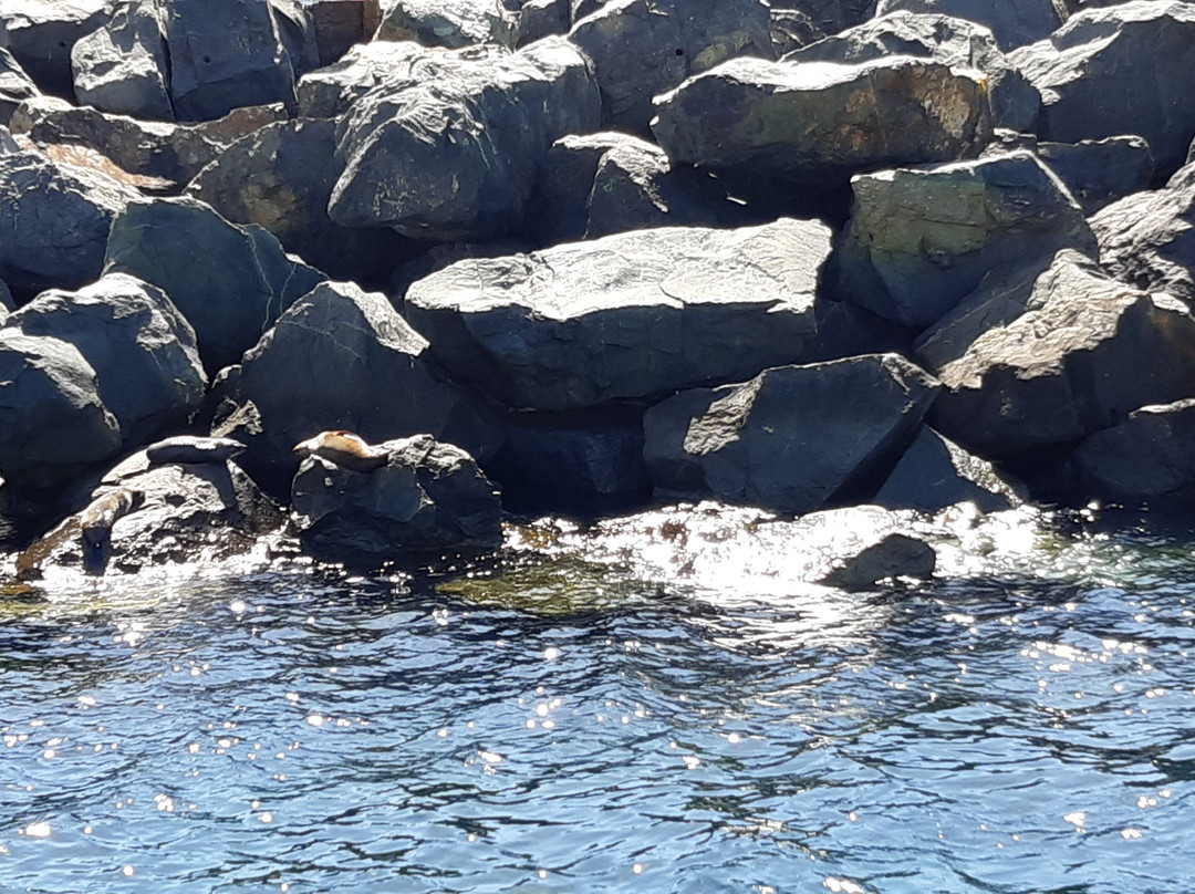 Merimbula Marina-梅林布拉必去景点