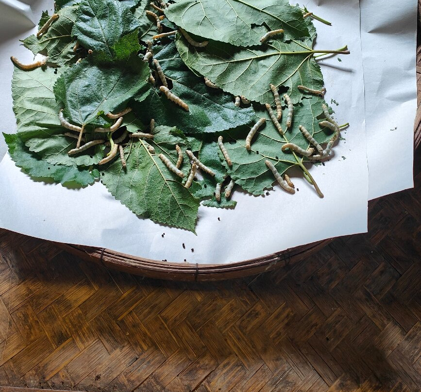 Thai Silk Village-山甘烹必去景点