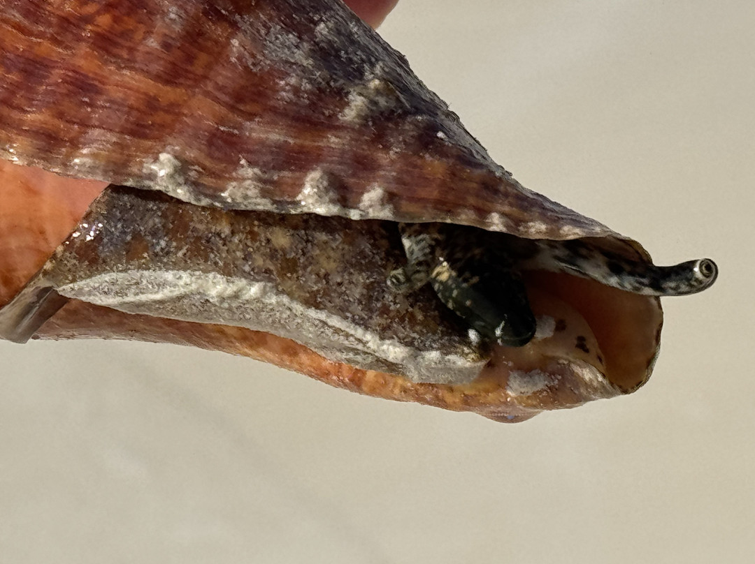 Lucayan National Park-大巴哈马岛必去景点