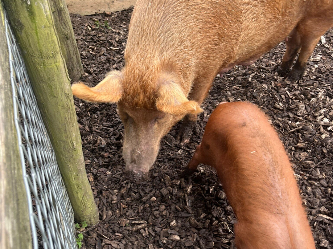 The Lake District Wildlife Park-Bassenthwaite必去景点