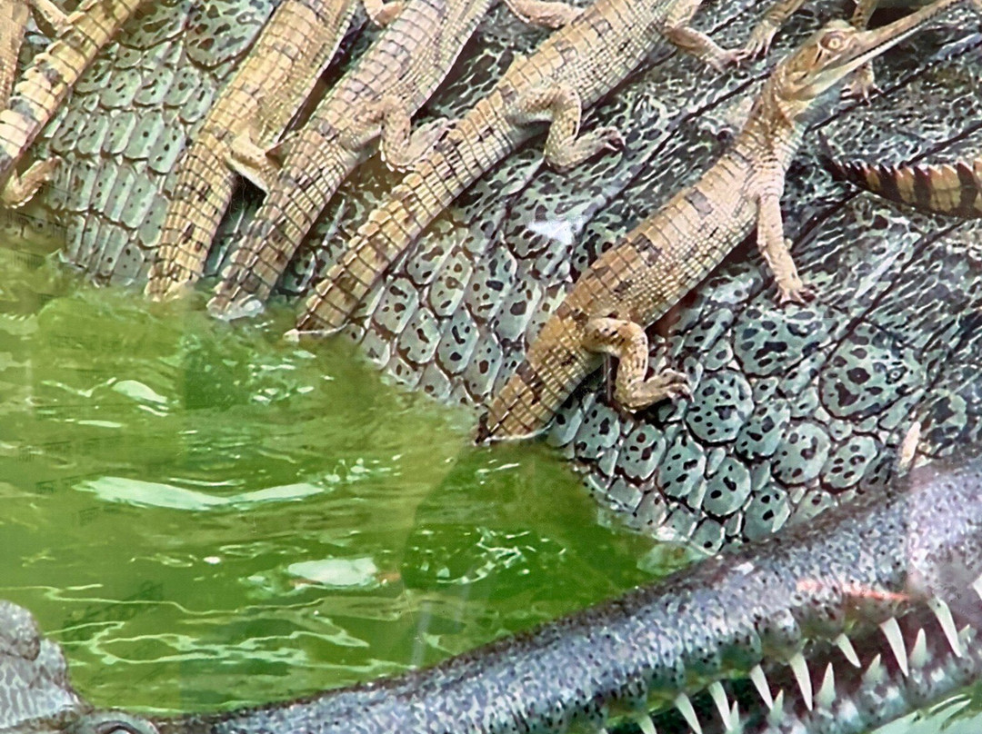 Soaltee Westend Resort Chitwan主图