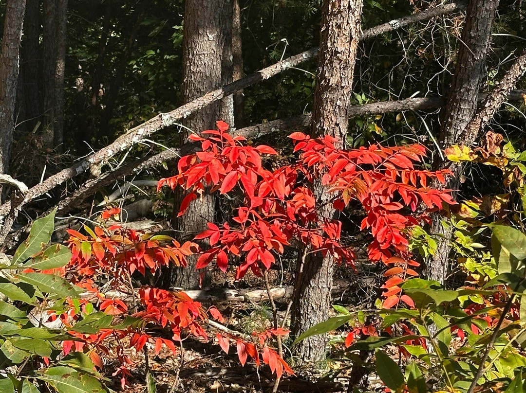 Carters Lake Marina-Chatsworth必去景点