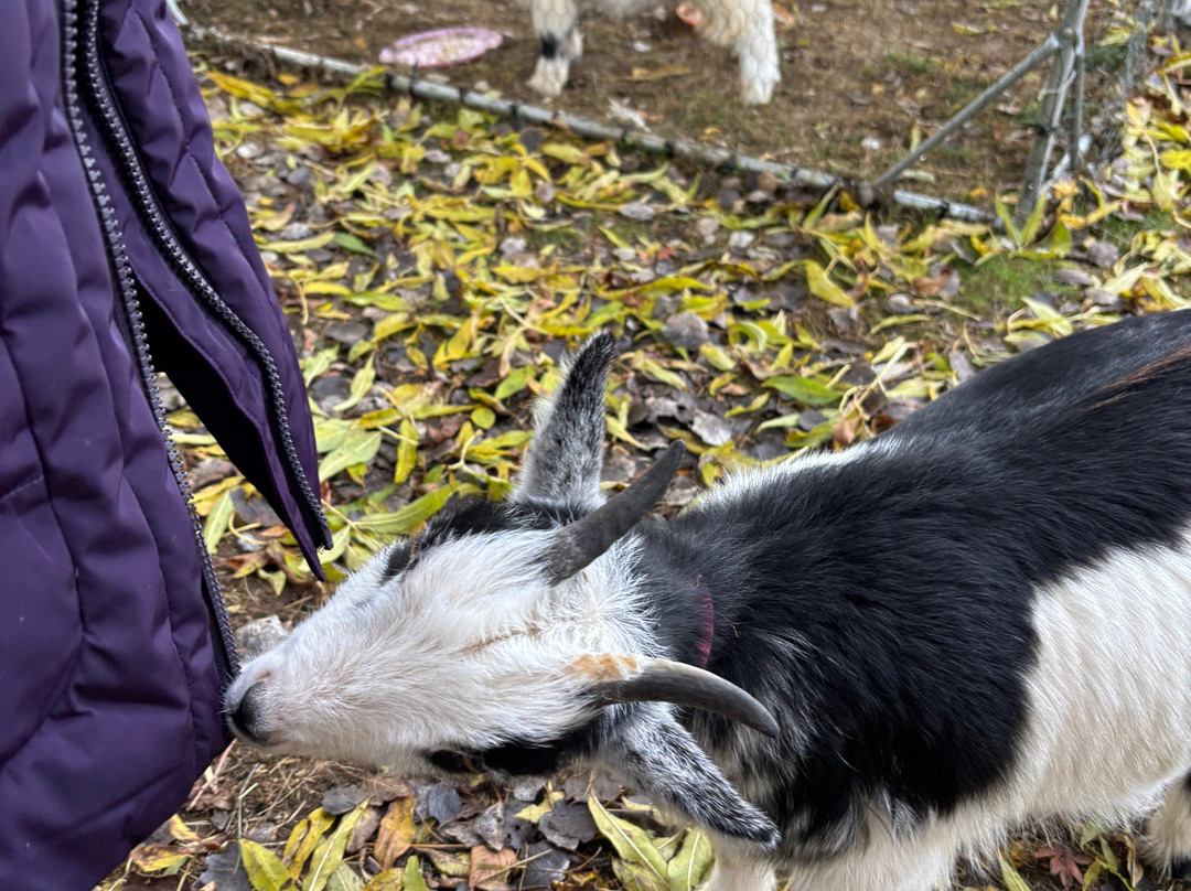 Butterwick Alpaca Retreat and Trekking-马尔顿必去景点