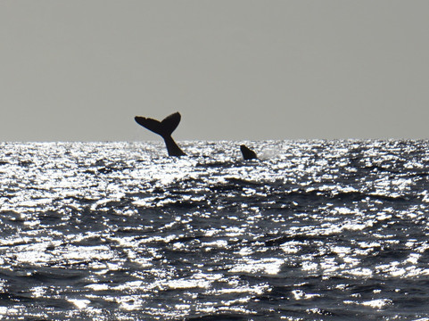 Fluid Tahiti-帕皮提必去景点