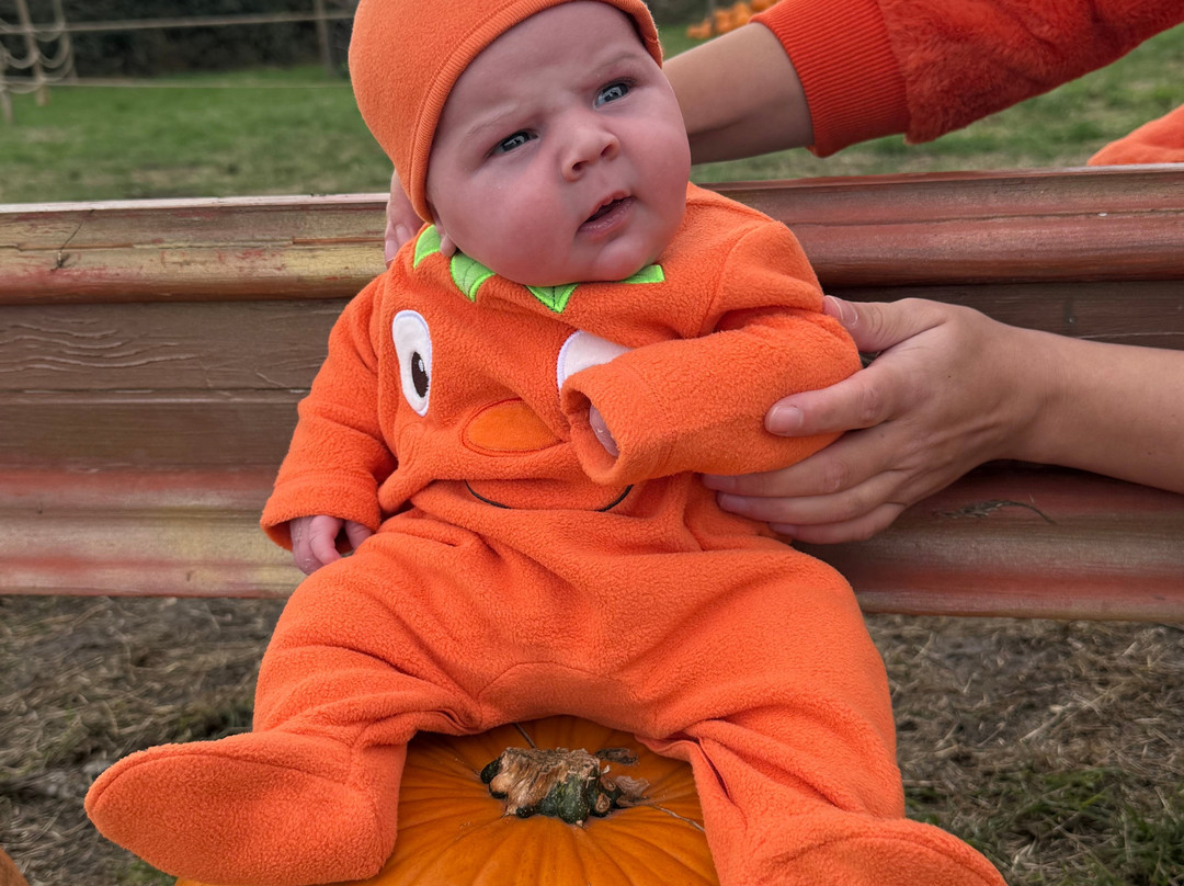 Pumpkin Picking Village-South Woodham Ferrers必去景点