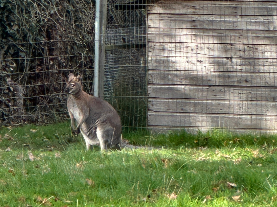 White Peak Alpaca Farm-Mobberley必去景点