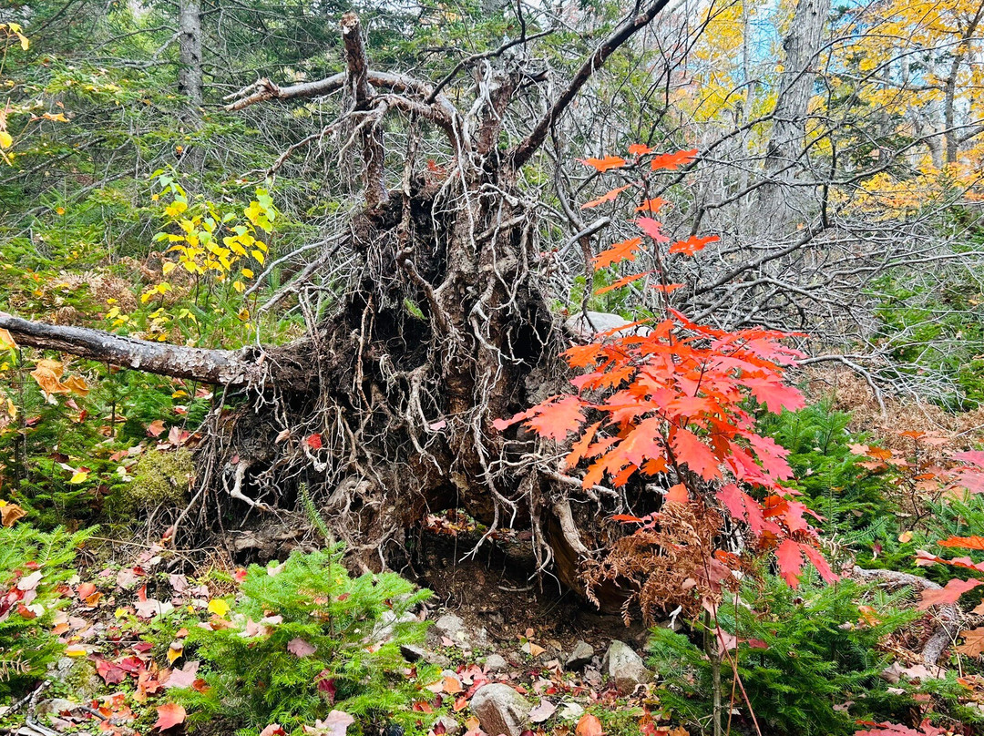 Broad Cove Trailhead-Ingonish必去景点