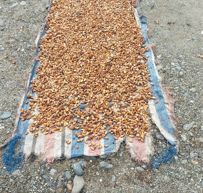 Tentena wildlife tour and Lorelindu national park-Tentena必去景点