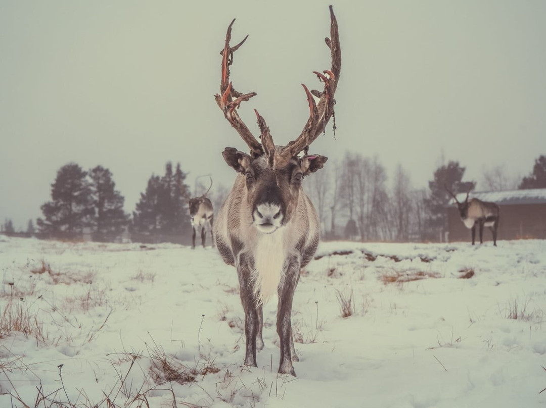 Nutti Sámi Siida-Jukkasjarvi必去景点