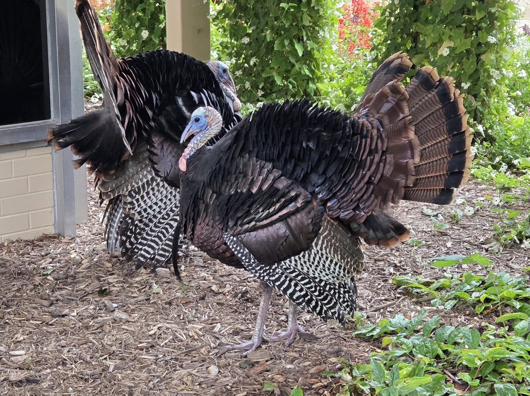Milwaukee County Zoo-密尔沃基必去景点