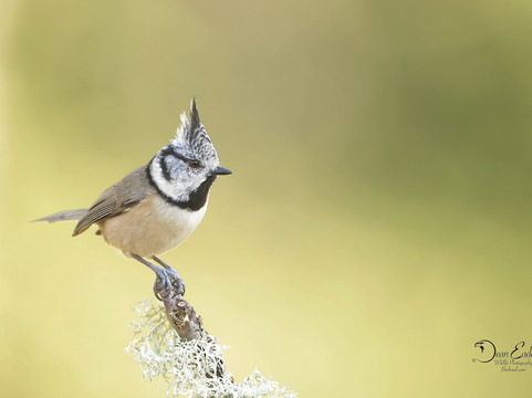 Wildlife Dreams-雾观必去景点