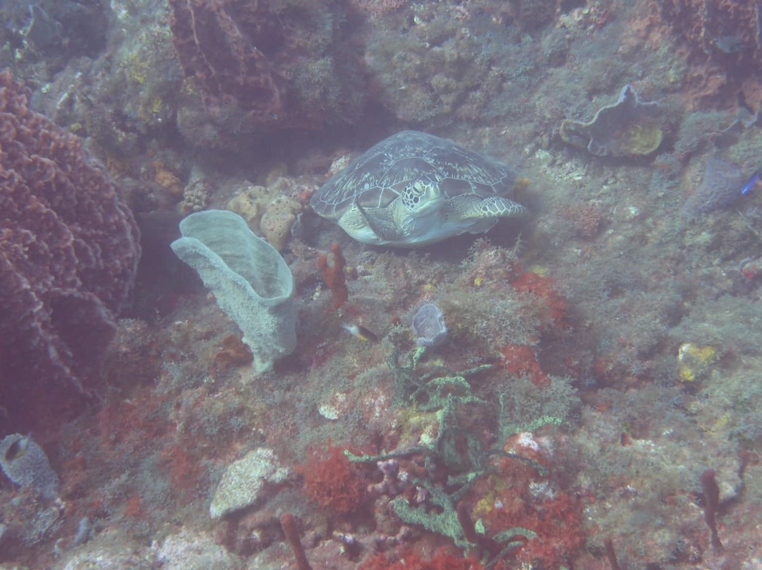 Tropicalsub Diving-Deshaies必去景点