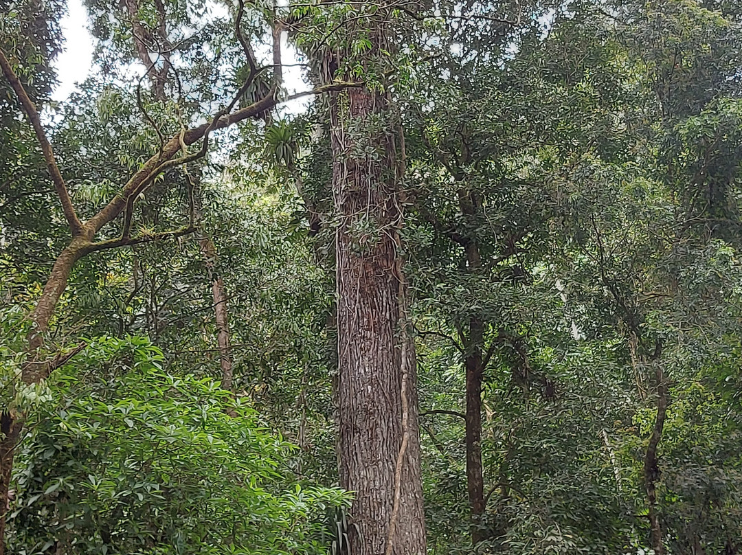 Dagami Tour Ilhabela-伊利亚贝拉必去景点