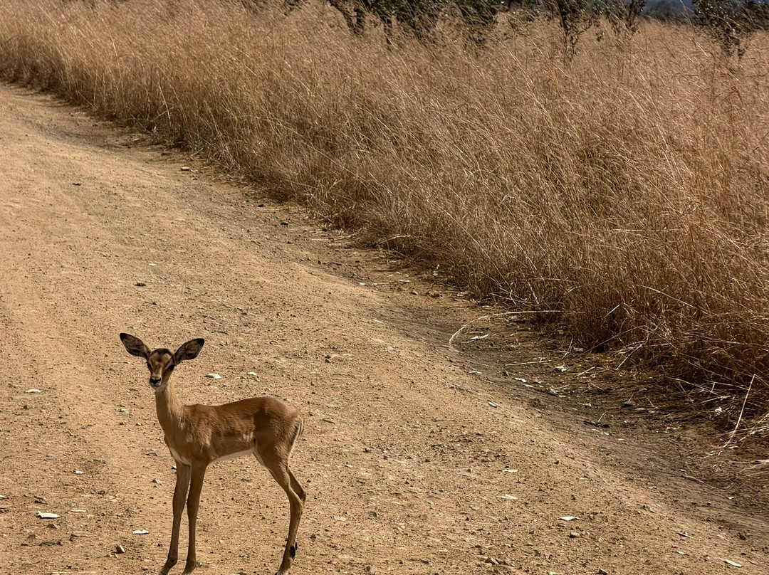 Kelvin Safaris-Mikumi必去景点
