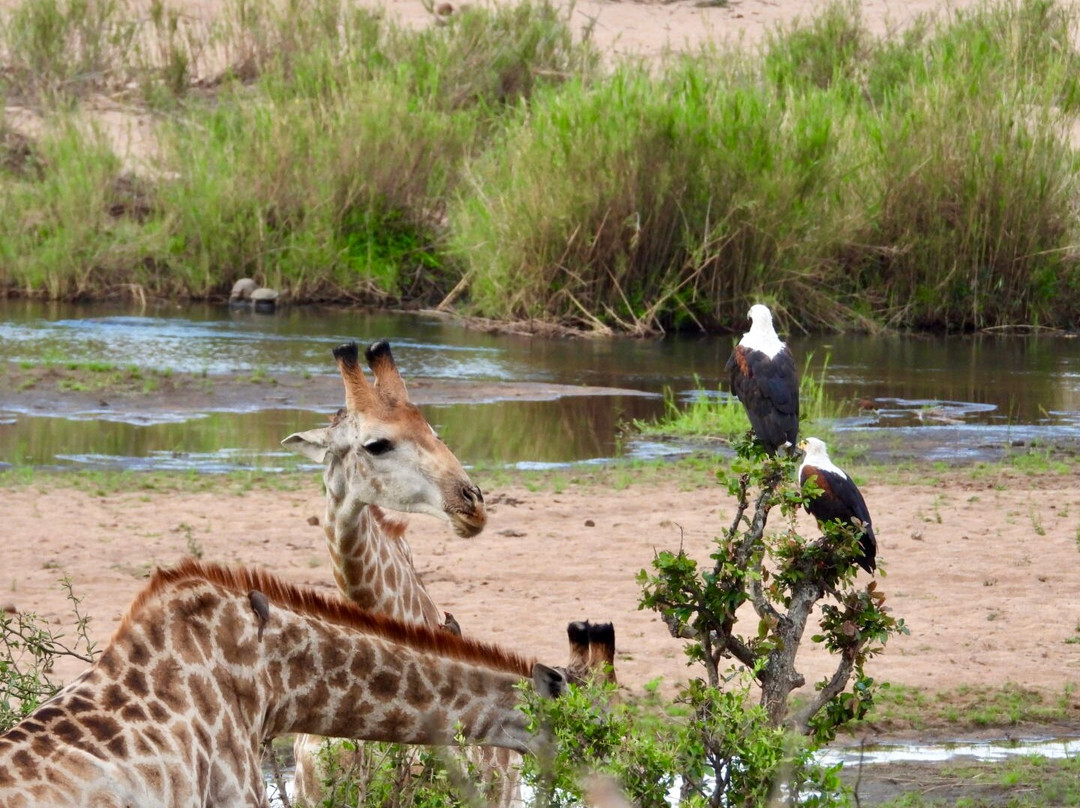 Southern Kruger Safaris-玛洛斯帕克必去景点
